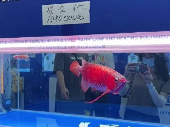 养殖什么鱼好养又赚钱-杭州临平男子烧钱爱好，一条鱼价值300万！有人因此一夜暴富-优创圈