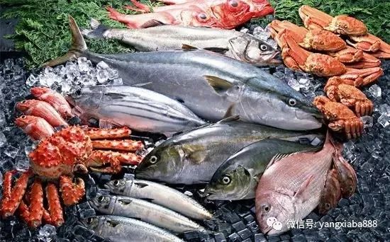 淡水养什么鱼最赚钱-2018年水产养殖热门大盘点：淡水虾、鲟鱼、观赏鱼养殖前景好，淡水小品种大有可为！-优创圈