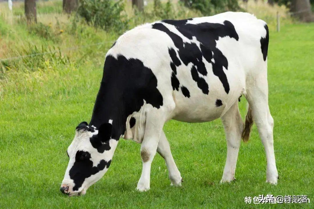 养殖什么赚钱快成本低-在农村，生猪养殖亏损，哪些养殖项目利润高能赚钱？看看这10个-优创圈
