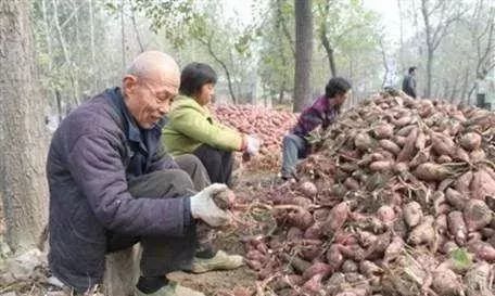 农村干啥赚钱_在农村干什么赚钱_农村干点啥赚钱