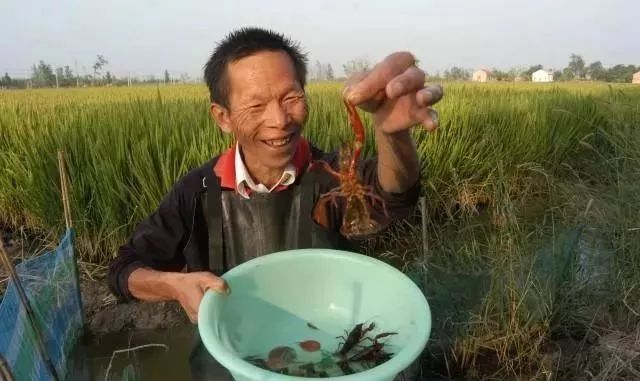 农村干点啥赚钱_在农村干什么赚钱_农村干啥赚钱