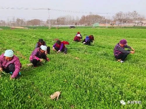 农村种植业什么最赚钱-【有机蔬菜农场】种植大户不挣钱，为啥去农村承包土地的人那么多？-优创圈