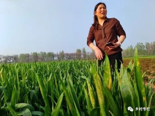 种植业什么最赚钱农村_种植业赚钱农村有补贴吗_农村种植业什么最赚钱