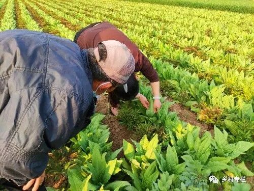 种植业赚钱农村有补贴吗_农村种植业什么最赚钱_种植业什么最赚钱农村