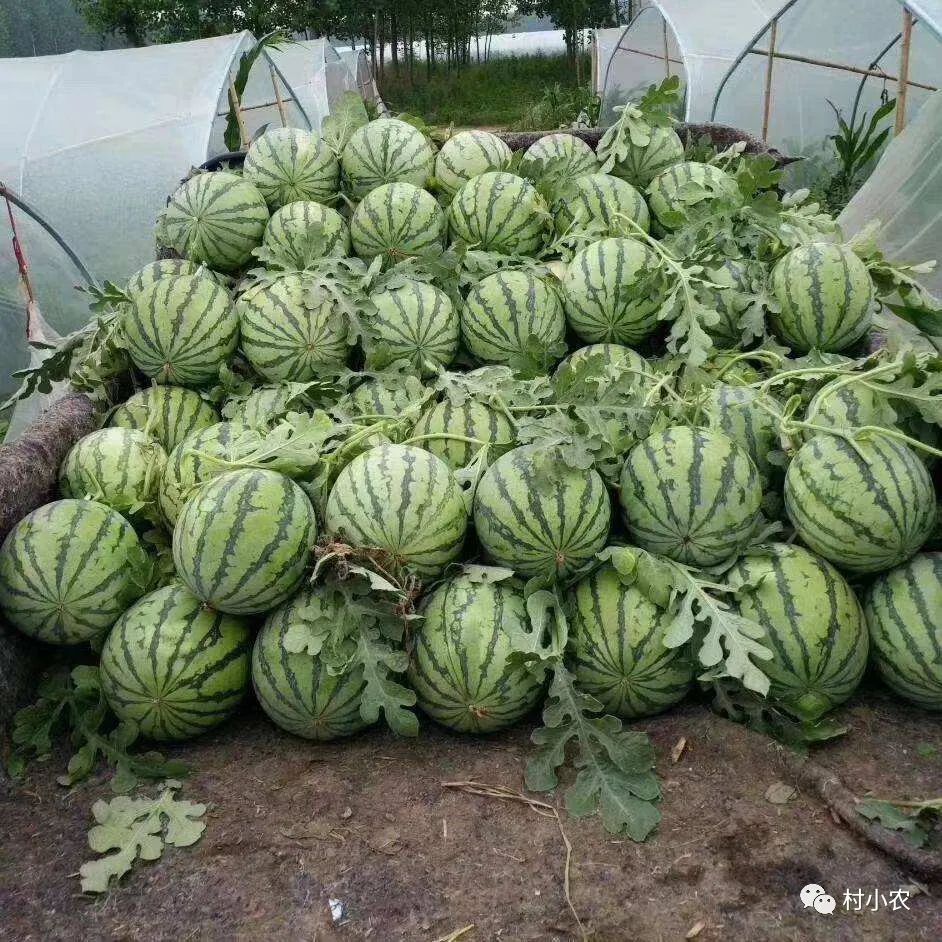 农村种什么树最赚钱-农村种啥果树最赚钱？这8个高利润水果品种，想搞种植的别错过，请收藏！-优创圈