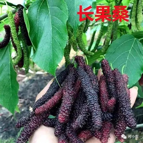 最赚钱的树苗_农村种什么树最赚钱_赚钱的种植