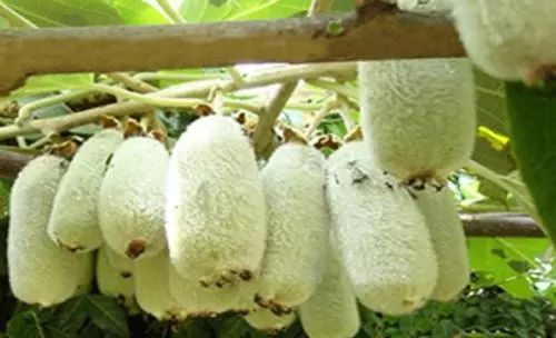 农村种植最赚钱_现在农村种植什么最赚钱_种植赚钱农村现在有补贴吗