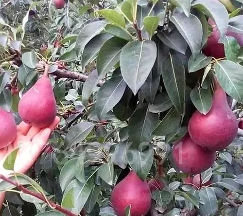 农村种植最赚钱_种植赚钱农村现在有补贴吗_现在农村种植什么最赚钱