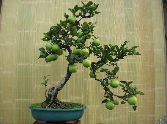 种植什么植物最赚钱-这三种生意，四季都可，就适合农民，投资不大，市场越来越好！-优创圈