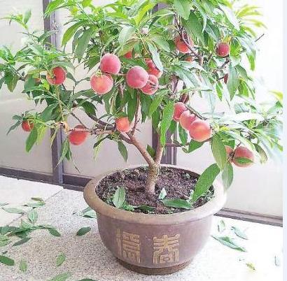 种植物赚钱的游戏有哪些_种植物挣钱_种植什么植物最赚钱