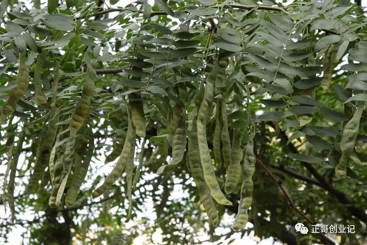 山上种植什么最赚钱-农村种植：种一棵得一棵，亩赚1万，一次种植终生受益。-优创圈