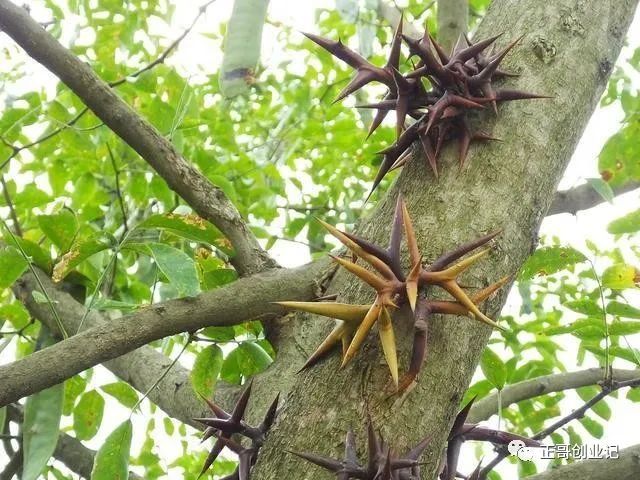 山地上种什么赚钱_山里种植什么回报快_山上种植什么最赚钱