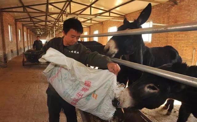 在农村养殖什么比较赚钱_农村养殖赚钱的门路_养殖赚钱农村比较多吗