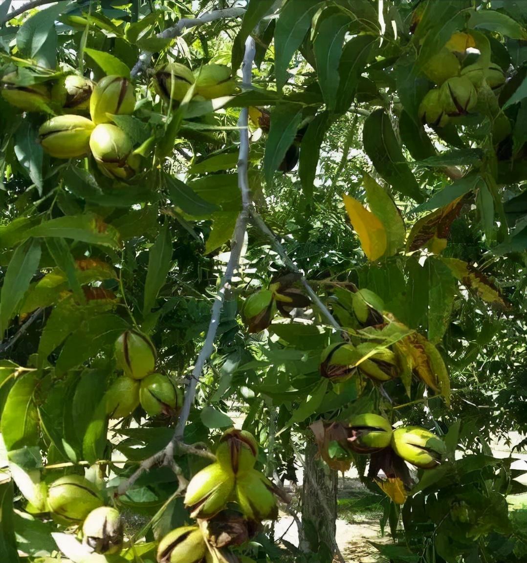 种植什么植物最赚钱-农村大姐在树上种“仙草”，让荒山变金山，一年可收入2000万元-优创圈