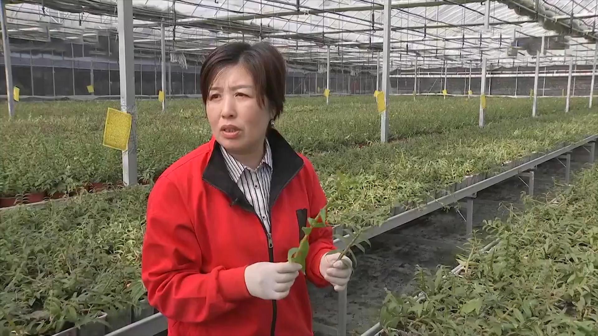 赚钱的种植业_种植什么植物最赚钱_种植物挣钱