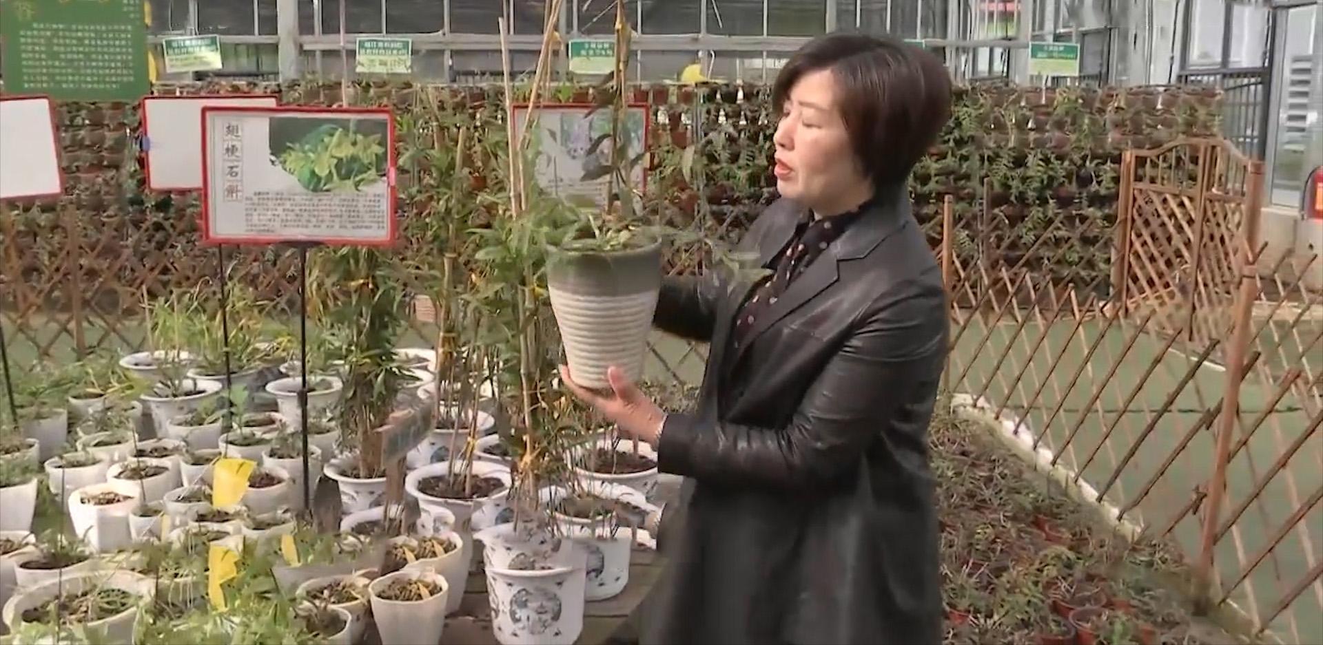 种植物挣钱_种植什么植物最赚钱_赚钱的种植业