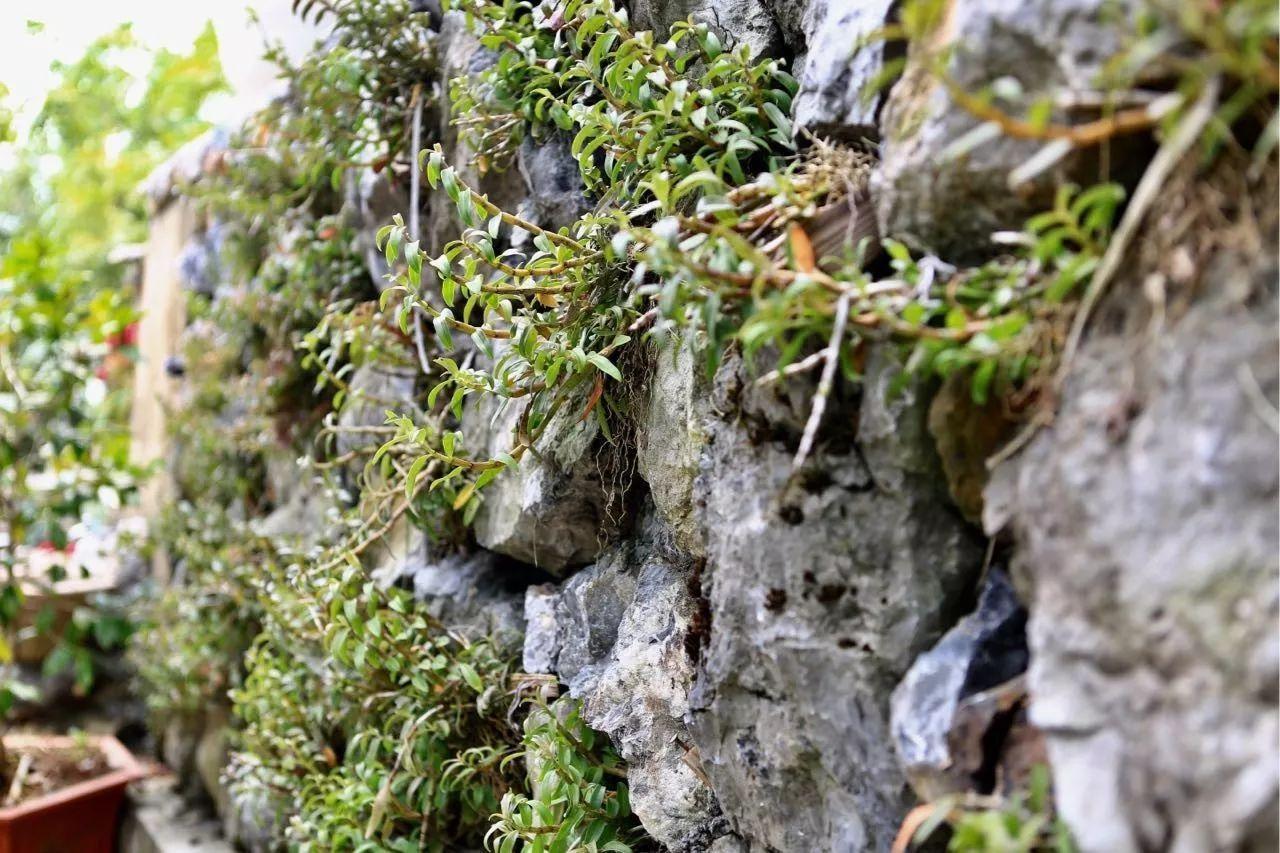 种植什么植物最赚钱_赚钱的种植业_种植物挣钱