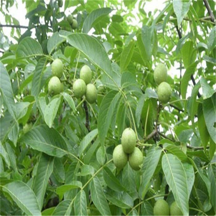 种植物挣钱_种植什么植物最赚钱_赚钱的种植业