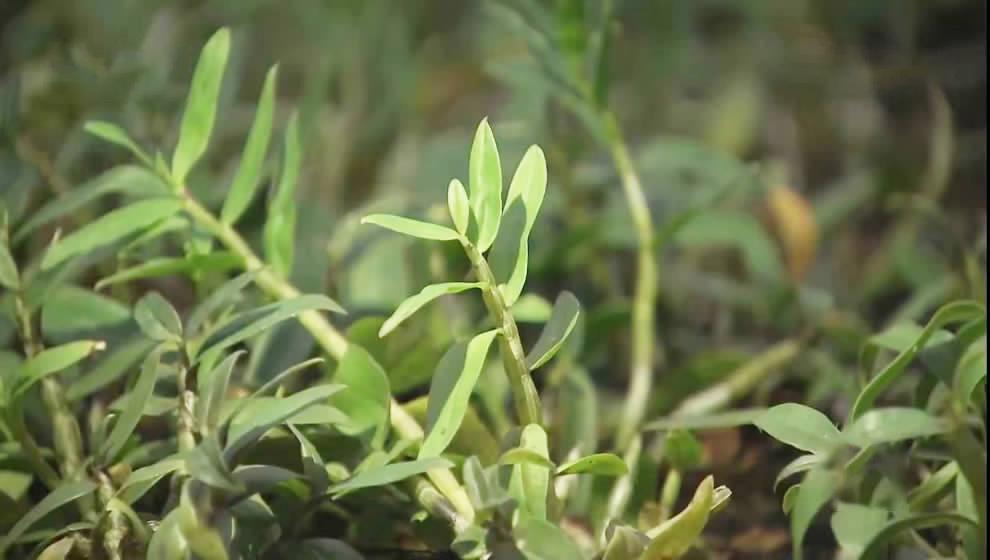 种植物挣钱_种植什么植物最赚钱_赚钱的种植业