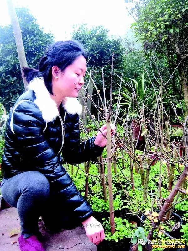盆栽什么赚钱-掌握技巧种植盆栽蜡梅好赚钱-优创圈