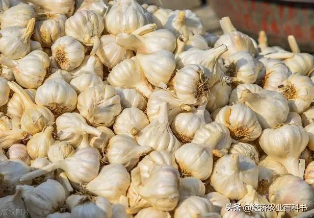 储存什么赚钱_赚钱存钱_冷库储存什么赚钱