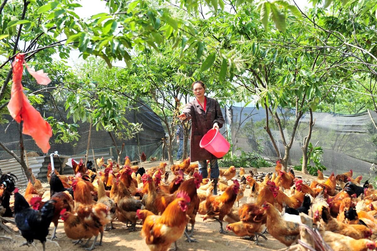 养什么鸡赚钱-卖不出去的“土鸡”，老大哥3个月就赚了100多万，这个点子绝了-优创圈