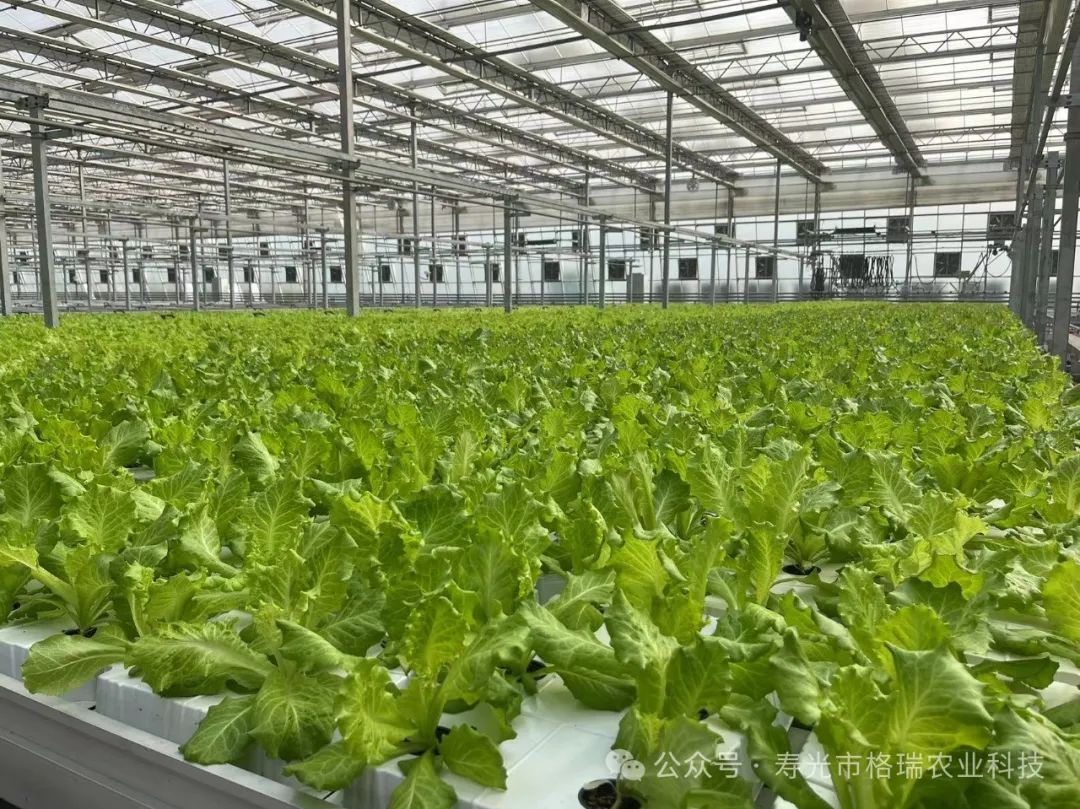 大棚种植什么赚钱-大棚种植不赚钱？为啥农民还争相进入呢？-优创圈