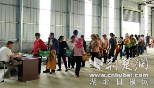 种什么花赚钱-金银花里藏“金银” 襄阳高新刘集致富增收“幸福花”-优创圈