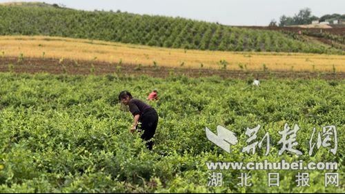 种什么花赚钱_赚钱种花小游戏大全_赚钱种花养花小游戏