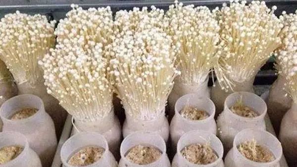 图片[3]-种植什么菜最赚钱-2020年农村种植什么蔬菜最赚钱？这几个好管理效益高-优创圈