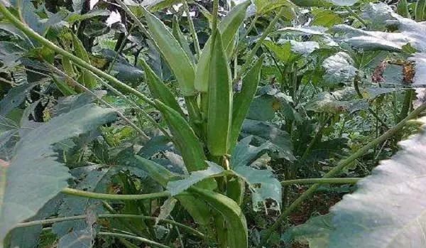 图片[4]-种植什么菜最赚钱-2020年农村种植什么蔬菜最赚钱？这几个好管理效益高-优创圈