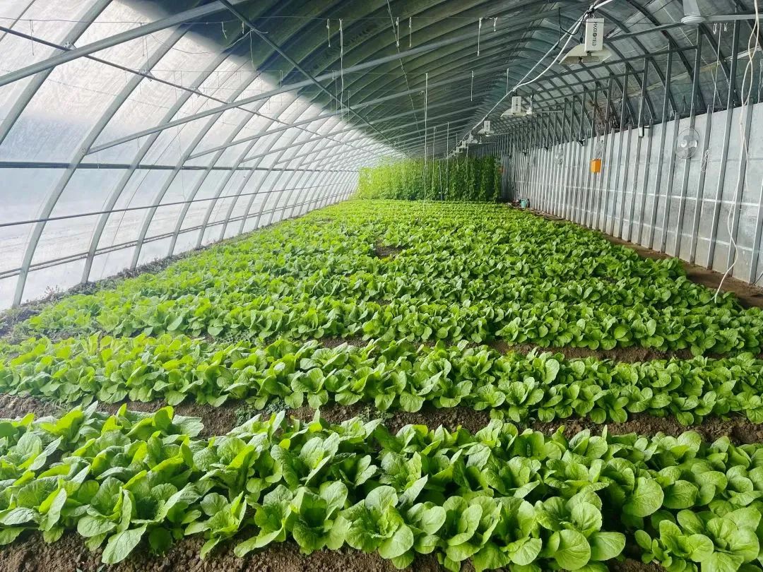 温室大棚种植什么赚钱_做温室大棚的利润是多少_温室大棚种什么赚钱