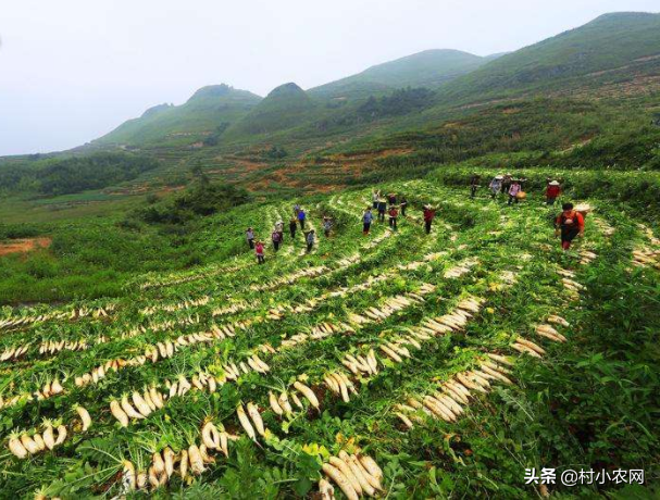 做什么最赚钱本小利大-隐藏在农村的9个赚钱门道：比你在城市打工强，却被很多人忽视了-优创圈