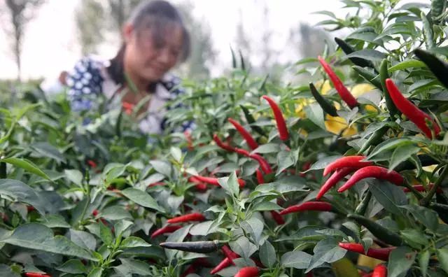 大棚种植赚钱现在还有吗_现在大棚种植什么最赚钱_大棚种植利润怎么样