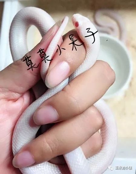 养什么蛇赚钱_养蛇挣钱_养蛇赚钱吗投资大吗