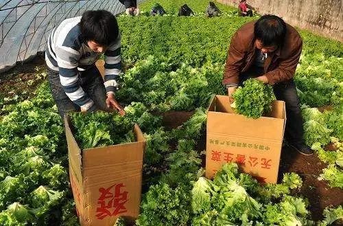 图片[10]-南方养殖业什么最赚钱农村-在农村搞种植、养殖业，怎样才能赚钱？六位网友亲身经历话你听-优创圈