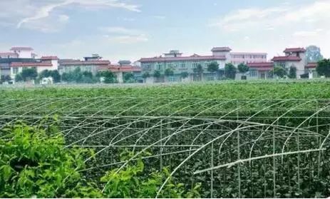 图片[11]-南方养殖业什么最赚钱农村-在农村搞种植、养殖业，怎样才能赚钱？六位网友亲身经历话你听-优创圈