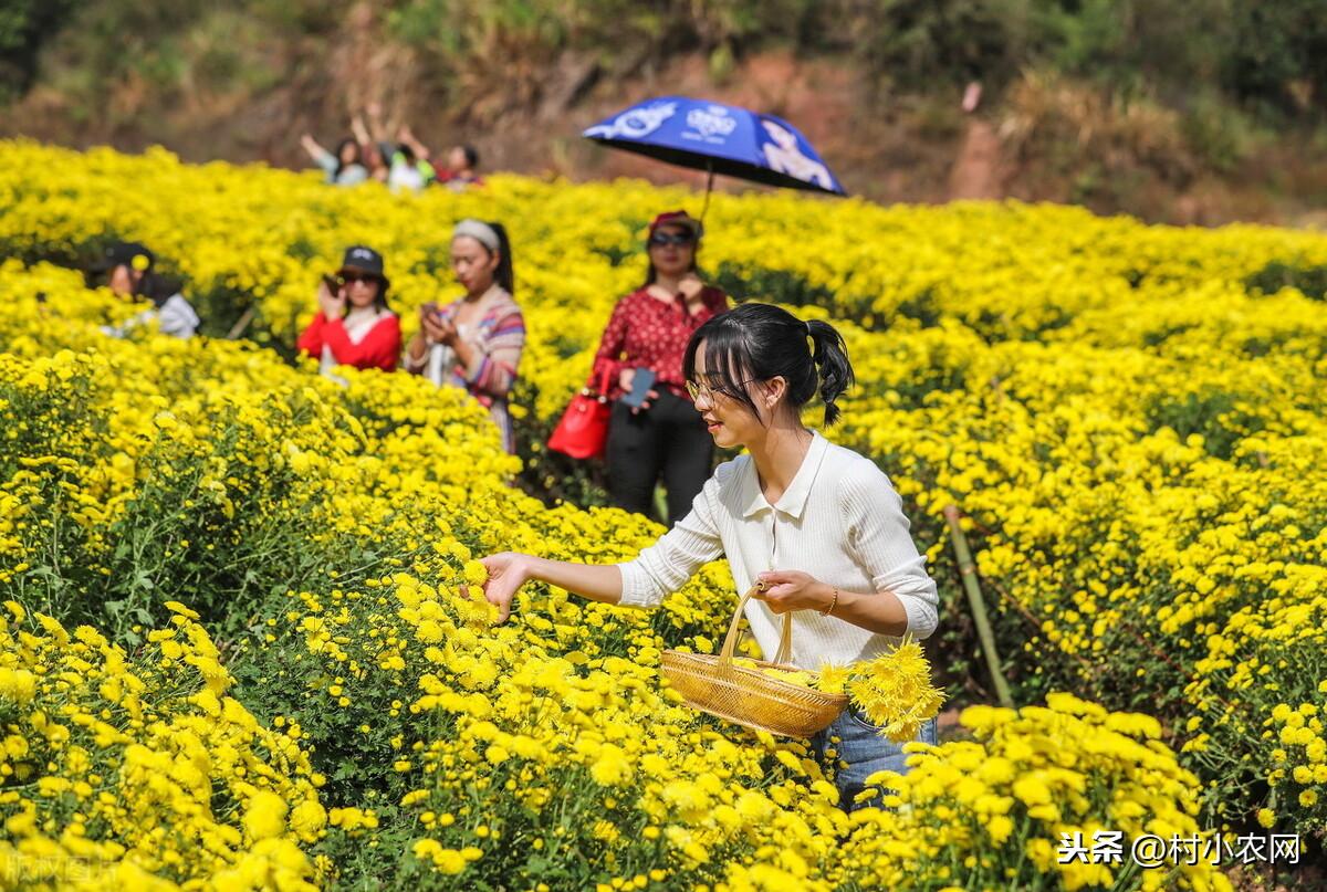 农村种什么好赚钱-现在农村种什么前景好？这6个种植赚钱项目，很适合你在农村创业-优创圈
