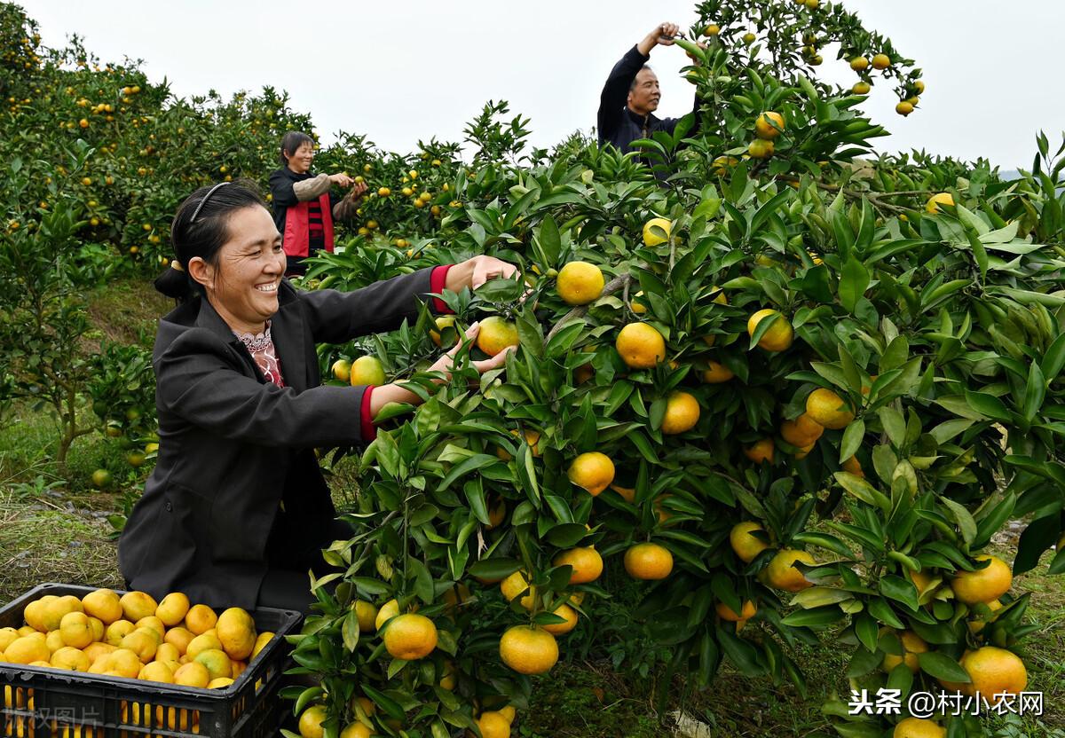 农村种什么好赚钱_农村种植生意有钱_农村种啥赚钱