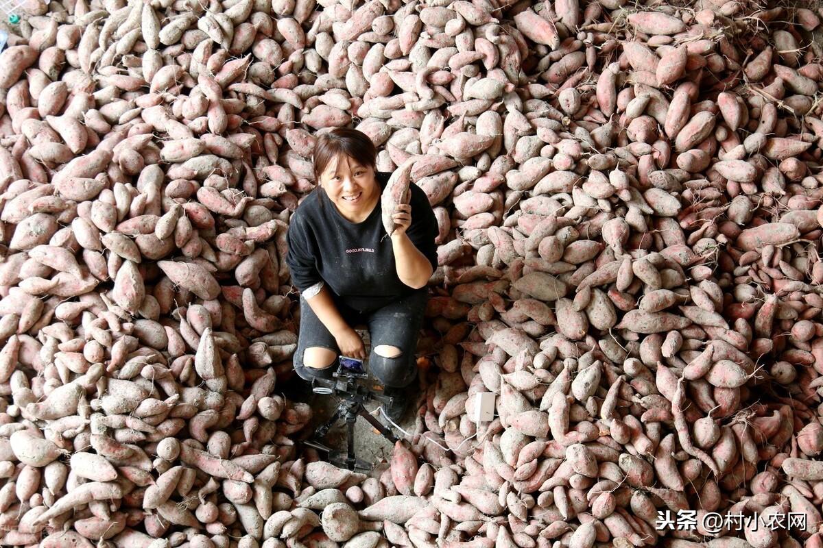 农村种植生意有钱_农村种什么好赚钱_农村种啥赚钱