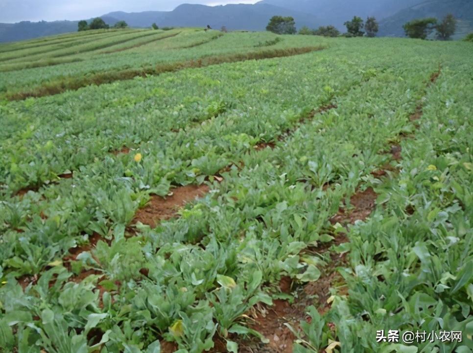 农村种植生意有钱_农村种啥赚钱_农村种什么好赚钱