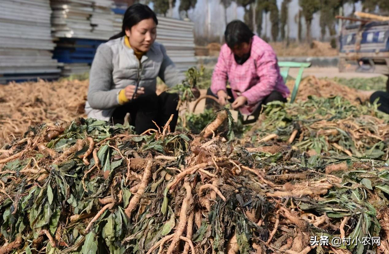 农村种植生意有钱_农村种啥赚钱_农村种什么好赚钱