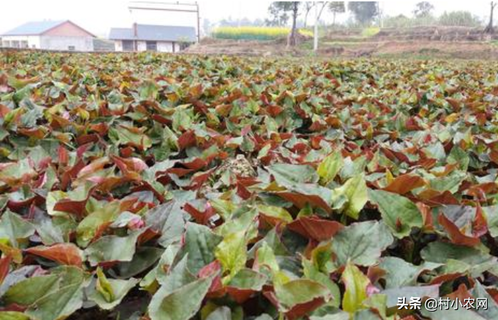 农村种植生意有钱_农村种啥赚钱_农村种什么好赚钱
