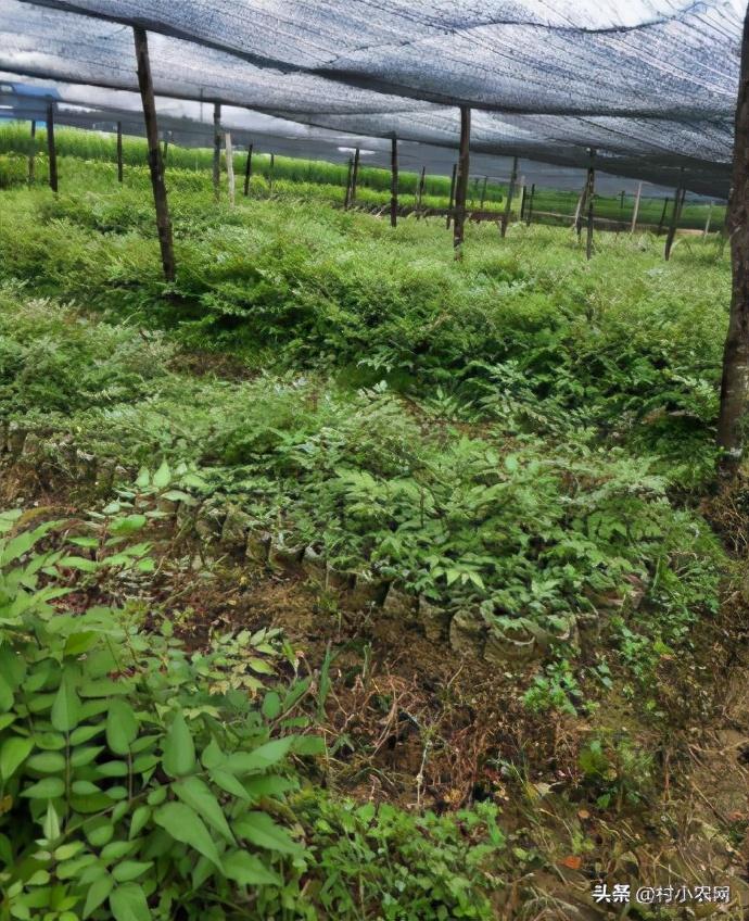 农村种植生意有钱_农村种什么好赚钱_农村种啥赚钱