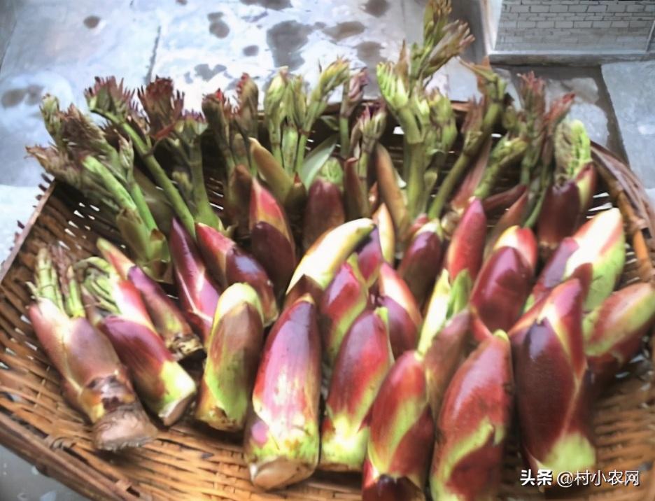 农村种什么好赚钱_农村种啥赚钱_农村种植生意有钱