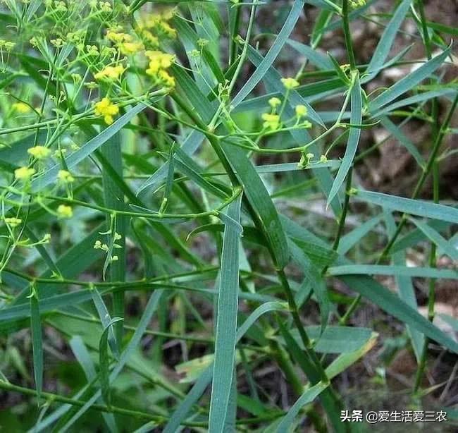药材种植利润怎么样_现在种植什么药材最赚钱_药材种植业什么最赚钱
