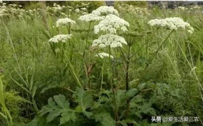 药材种植利润怎么样_现在种植什么药材最赚钱_药材种植业什么最赚钱