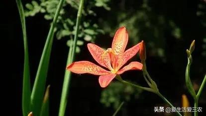 现在种植什么药材最赚钱_药材种植业什么最赚钱_药材种植利润怎么样