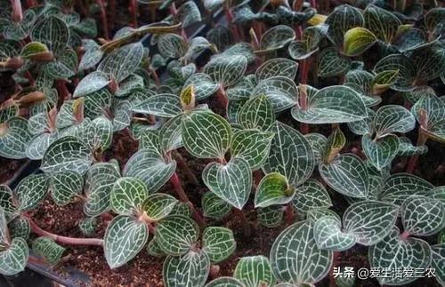 现在种植什么药材最赚钱_药材种植业什么最赚钱_药材种植利润怎么样