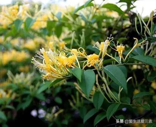 现在种植什么药材最赚钱_药材种植业什么最赚钱_药材种植利润怎么样